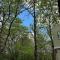 Cornwall Woodland Shepherds Hut - Dennis Hut