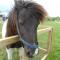 The Stables - Deer Park Farm - 索利赫尔
