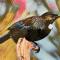 Birch Court - Tui