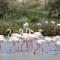 Un Nid en Camargue - Салін-де-Жирод