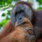 Orangutan Orchard Bungalow - Timbanglawang 1