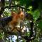 Orangutan Orchard Bungalow - Timbanglawang 1