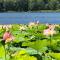 Water Lily Apartment