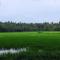 paddy farm beach resort odayam varkala