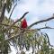 Eagle's Nest - Stanthorpe