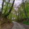 Green Ravine
