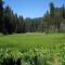 Sequoia Splendor, inside Kings Canyon NP by Visitors Center - Wilsonia