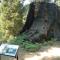 Sequoia Splendor, inside Kings Canyon NP by Visitors Center - Wilsonia