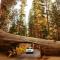 Sequoia Splendor, inside Kings Canyon NP by Visitors Center - Wilsonia