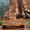 Sequoia Splendor - Wilsonia