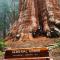 Sequoia Splendor, inside Kings Canyon NP by Visitors Center - Wilsonia