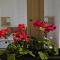 Apartman Pontica