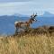 Wind River Views - Pinedale