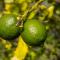 Papaya Casita - On an organic farm