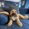 Goferydd, South Stack, Anglesey, 4 bed luxury home, hot tub, dog friendly