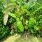 Private Garden Villa With Parking