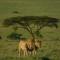 ilkerin camp maasai mara - Sekenani