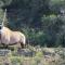 Zandfontein Bush Camp and Game Farm - Platdrift