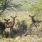 Zandfontein Bush Camp and Game Farm - Platdrift