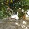 SOTIRIA APARTMENT