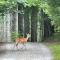 Turkey Trot Cabin OnCoopersCreek Pets ok w fee - Suches