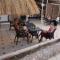 FOX SAHEL RESORT ELGOUNa& Kite