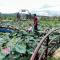 Homestay Dream hill