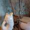 Hotel Le Toeno