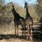Bushbuck Rest - Marloth Park