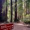 Avenue of the Giants River View Home (#1) - Miranda