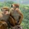 wild park safari home stay