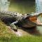 wild park safari home stay