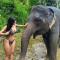 wild park safari home stay