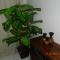 Boa Viagem Apartment