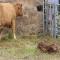 Ty Llew - Llandysilio