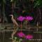 Riverdale Homestay Kumarakom by LexStays