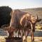 Baardbos Private Game Reserve - Stilbaai