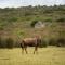 Baardbos Private Game Reserve - Stilbaai