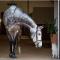 World of Horses Stables