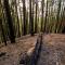 Peaceful Paradise Villa
