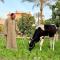 4-BRS Entire FarmHouse in Ismailia lGreen Paradise - 伊斯梅利亚