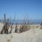 Beach flower Borkum