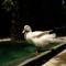White Goose Boutique Hotel