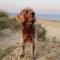Welcoming Southwold Holiday Home