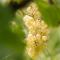 Monschein Weingut Straden
