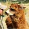 Maridiana Alpaca Country House