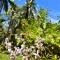 Green Garden Beach Resort, Sipalay