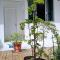 Coliving Stela Mares