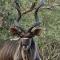Numida Rus - Marloth Park