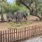 Numida Rus - Marloth Park